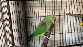 Found Alexandrine