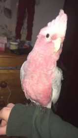 Found Galah Cockatoo