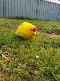 Found Kakariki