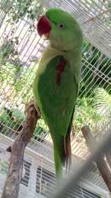 Found Alexandrine