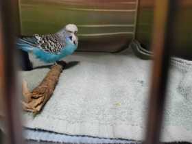 Found Budgerigar