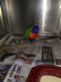 Found Lory / Lorikeet