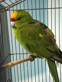 Found Kakariki