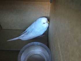 Found Budgerigar