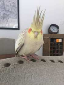 Found Cockatiel