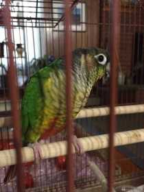 Found Conure