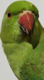 Found Indian Ringneck Parakeet