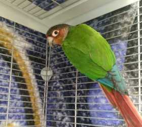 Found Conure