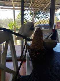 Found Cockatoo