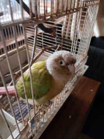 Found Conure