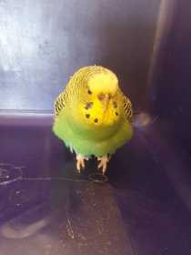 Found Budgerigar