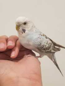 Found Parakeet