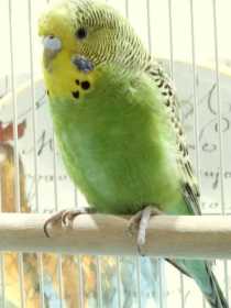 Found Budgerigar