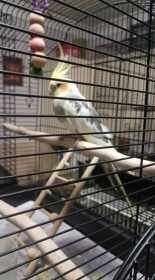 Found Cockatiel
