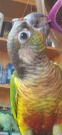 Found Conure