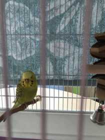 Found Budgerigar