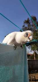 Found Corella Cockatoo