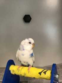 Found Budgerigar