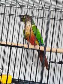 Found Conure