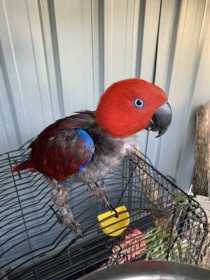 Found Eclectus