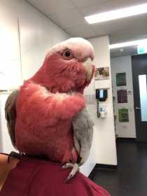 Found Galah Cockatoo