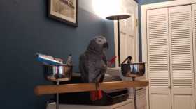 Found African Grey