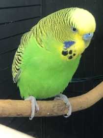 Found Budgerigar