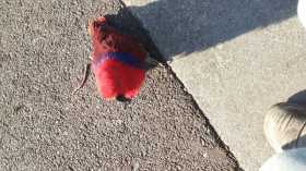 Found Eclectus