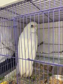 Found Corella Cockatoo