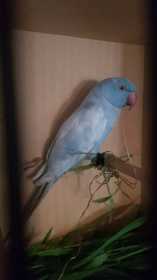 Found Indian Ringneck Parakeet