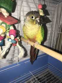 Found Conure