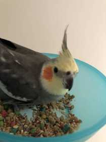 Found Cockatiel