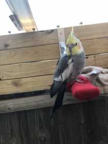 Found Cockatiel