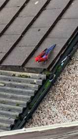 Found Rosella