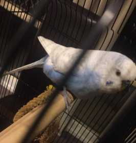 Found Budgerigar