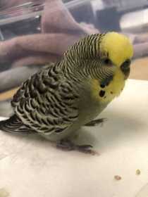 Found Budgerigar