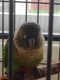 Found Conure