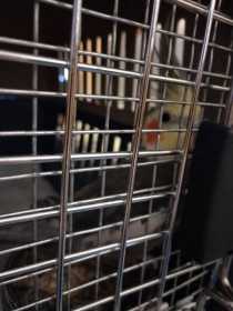 Found Cockatiel