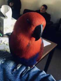 Found Eclectus