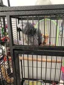 Found African Grey