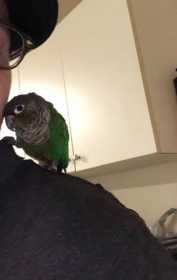 Found Conure