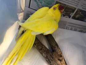 Found Indian Ringneck Parakeet