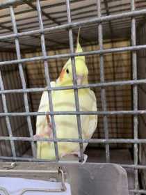 Found Cockatiel