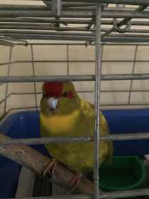 Found Kakariki