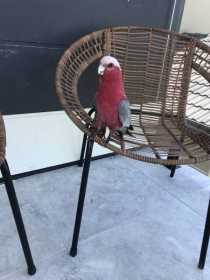 Found Galah Cockatoo