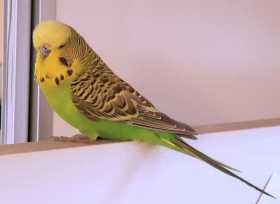 Found Budgerigar