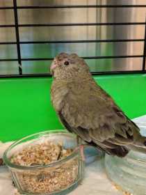 Found Grass Parakeet