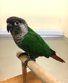 Found Conure