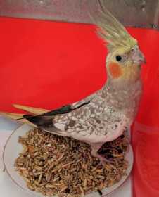 Found Cockatiel