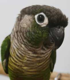 Found Conure